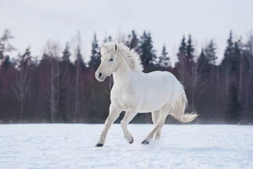 White horse running in winter