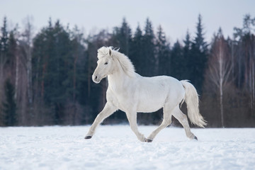 White horse running in winter