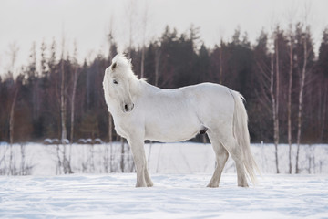 Obraz na płótnie Canvas White horse in winter