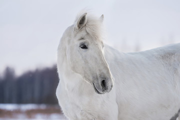 Fototapeta na wymiar White horse in winter