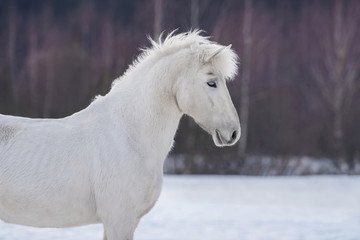 Beautiful white horse in winter