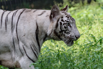 Fototapeta na wymiar Indian white tiger