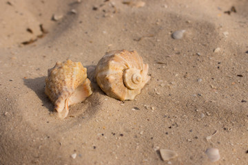 Two seashells on white sand closeup. Shells concept. Marina decoration. Sea life. Tropical life and vacation background. Shells on beach.
