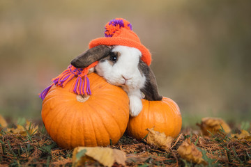Little rabbit dressed in a knitted hat and scarf with a pumpkins