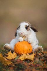 Naklejka premium Śmieszny mały królik siedzi z dynią