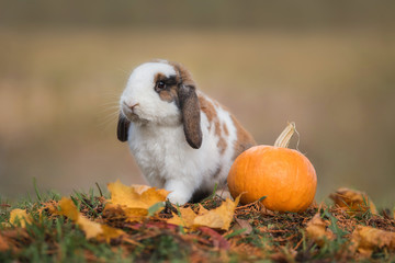 Obraz premium Little rabbit with a pumpkin in autumn