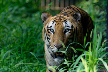 Indian Bangol Tiger