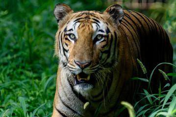 Indian Bangol Tiger