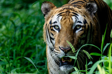 Indian Bangol Tiger