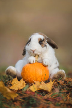 Naklejki Funny little rabbit sitting with a pumpkin