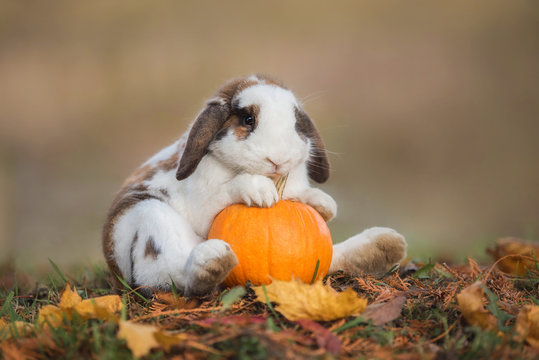 Funny little rabbit with a pumpkin Stock Photo Adobe Stock