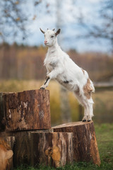 Little white goat playing in the yard © Rita Kochmarjova