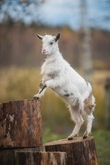 Little white goat playing in the yard