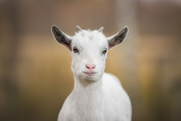 Little white goat