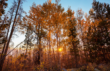 Autumn forest