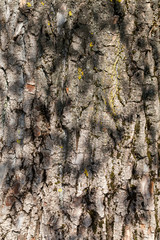 brown tree bark
