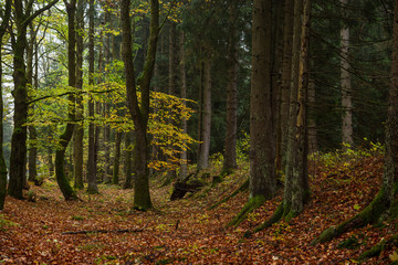 Bunte Farben im Mischwald. Jahreszeit Herbst in der Natur