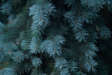 Blue spruce - obrazy, fototapety, plakaty