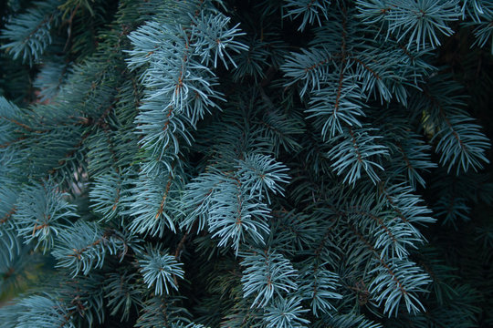Blue spruce