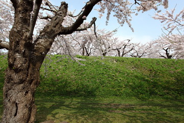 Fototapeta premium 五稜郭の桜