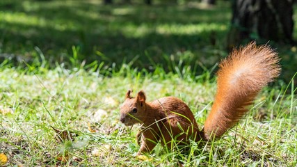 Close up Red squirrel eating nuts in the autumn forest