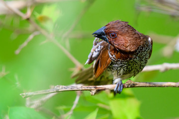 scaly breasted munia on tree branch with isolated background