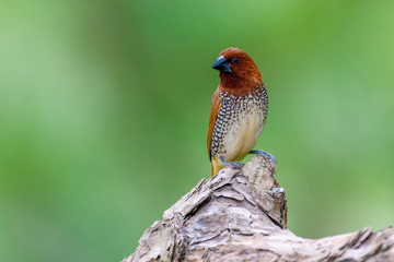 scaly breasted munia on tree branch with isolated background