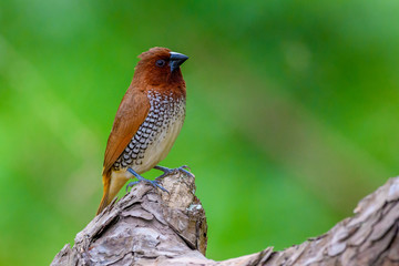 scaly breasted munia on tree branch with isolated background