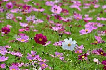 三光のコスモス