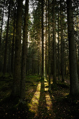 Sunlight streaming through a autumn pine forest