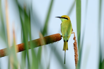 green bee eater on bush