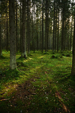 Mossy Path through a autumn pine forest © kkolosov