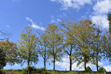 木々　一列　ライン（25）