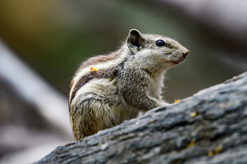 indian palm squirrel