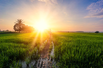 Obraz na płótnie Canvas A Beautiful Picture Of Beautiful view of rice paddy field during sunrise in Malaysia.