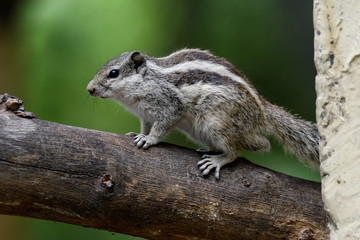 indian palm squirrel