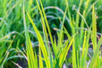 A Beautiful Picture Of Beautiful view of rice paddy field during sunrise in Malaysia.