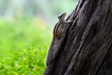 indian palm squirrel