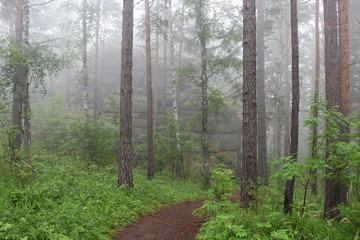 Summer forest in fog