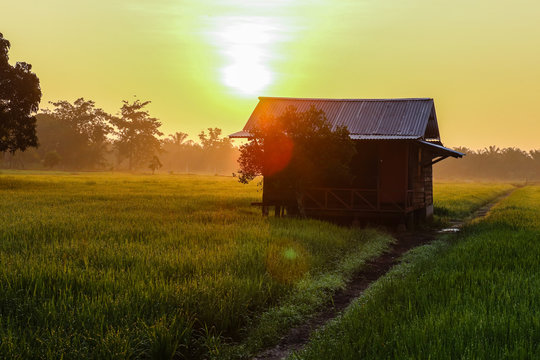 A Beautiful Picture Of Beautiful view of rice paddy field during sunrise in Malaysia.