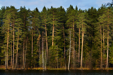 Autumn pine forest on the lake shore