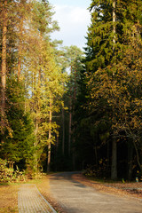 Narrow asphalt road going through dark conifer forest