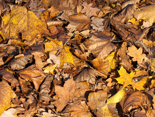 orange foliage