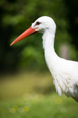 Storch