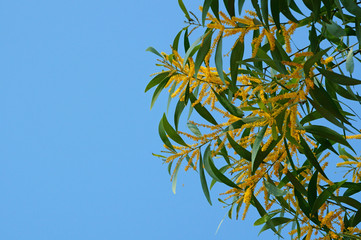 Flowers and branches on blue sky background. Acacia auriculiformis