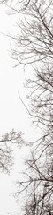 Ultrahigh resolution abstract background. Tree branches silhouette without leaves on pale white sky