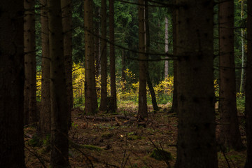 Obraz premium Dunkler Wald mit dicken Baumstämmen