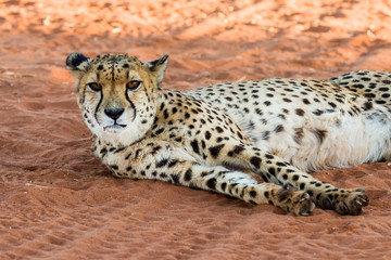 Gepard