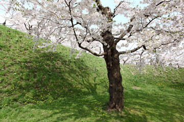 Obraz premium 五稜郭の桜