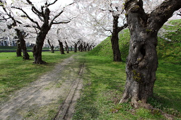 Fototapeta premium 桜の散歩道